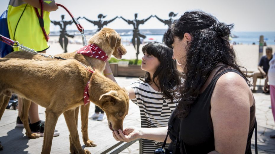 1433844006Desfilada Canina Solidaria 6.jpg